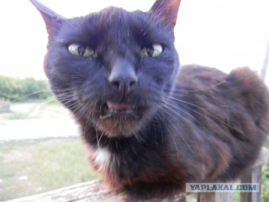 Котовторник на 24 августа