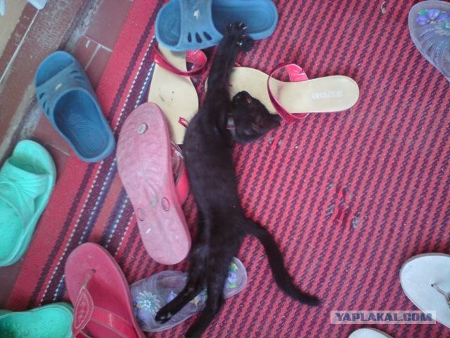 Котовторник. А как же?!