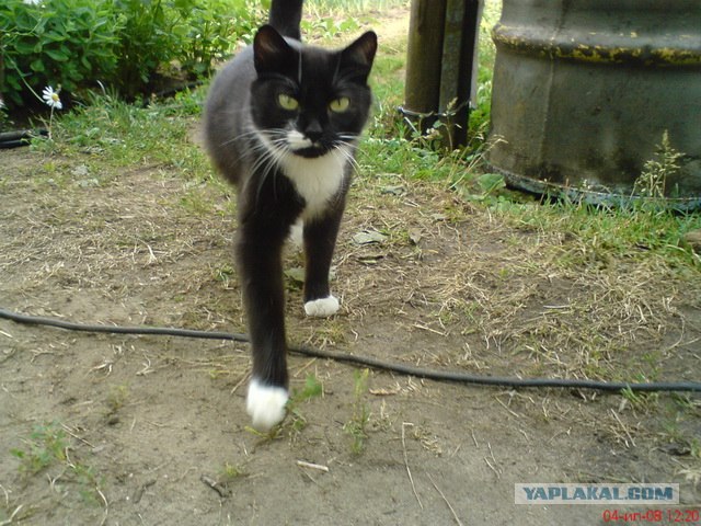 Состоятельный котовторник
