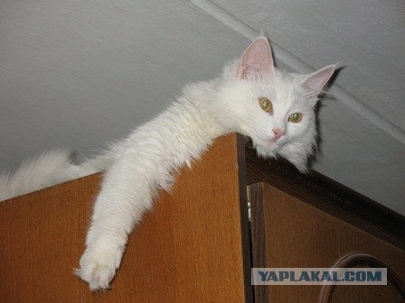 Сонный Котовторник