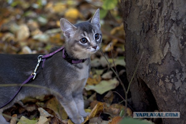 Котовторник так котовторник!