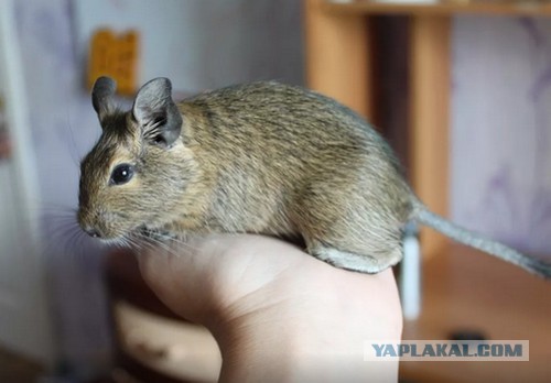 Эх, такое настроение пропадает.... Можно я вашу собаку стукну?