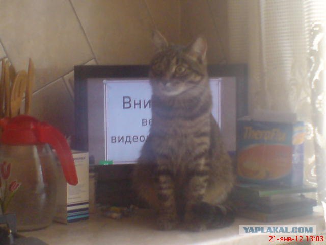 Котовторник (24. 01. 2012 )