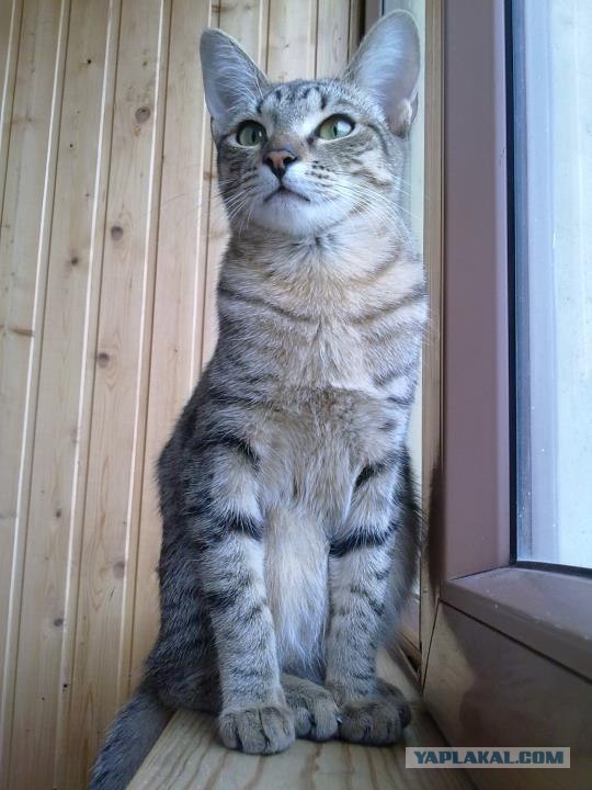 Котовторник! 13.03.2012