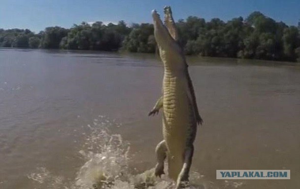 В Индонезии женщину-биолога заживо съел крокодил во время кормления