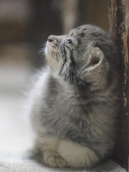 Дикий котовторник