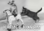 Кто не скачет, тот за храм-2. Обращение к ЯПу