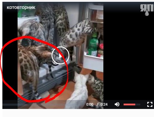 Наташа, просыпайся, вторник же