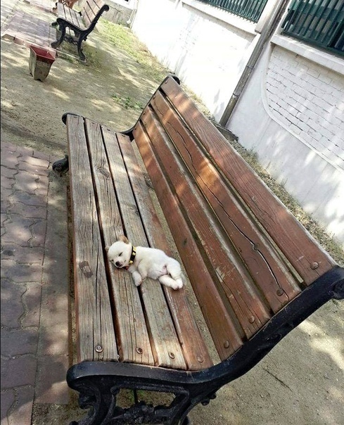 Эти забавные животные