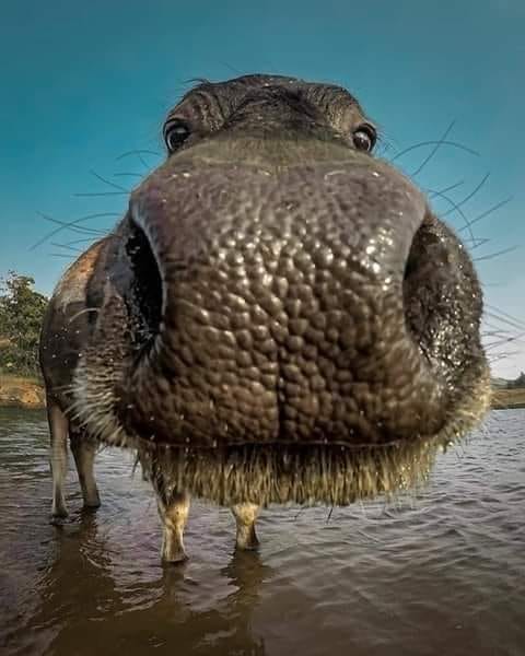 Выпь