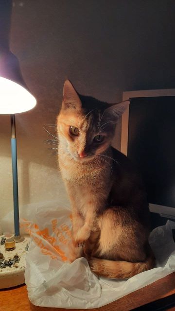 Первый котовторник 2022
