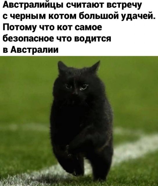 Котовторник. Картинки и буквы 08.02.22