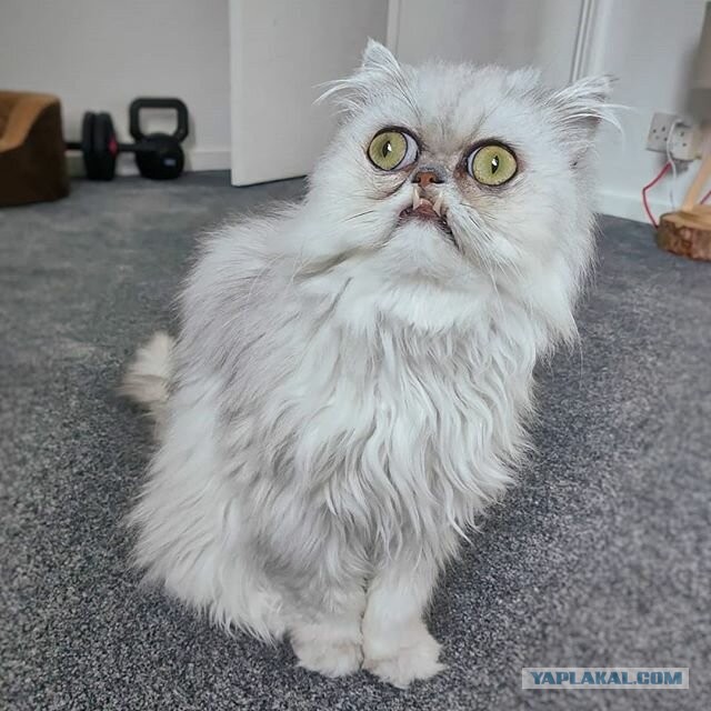 Куда дели кота с главной страницы