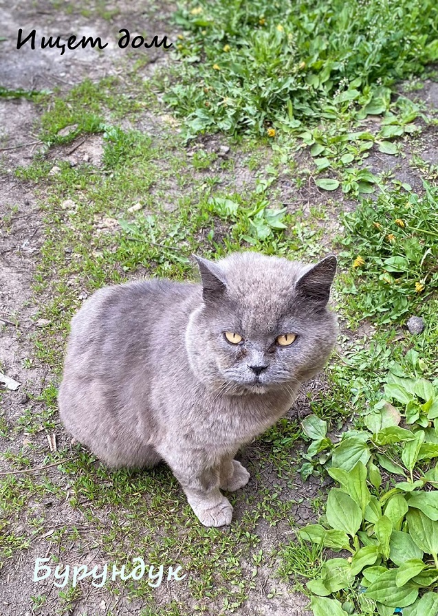 Жизнь домашнего приюта "Котоленд" 335