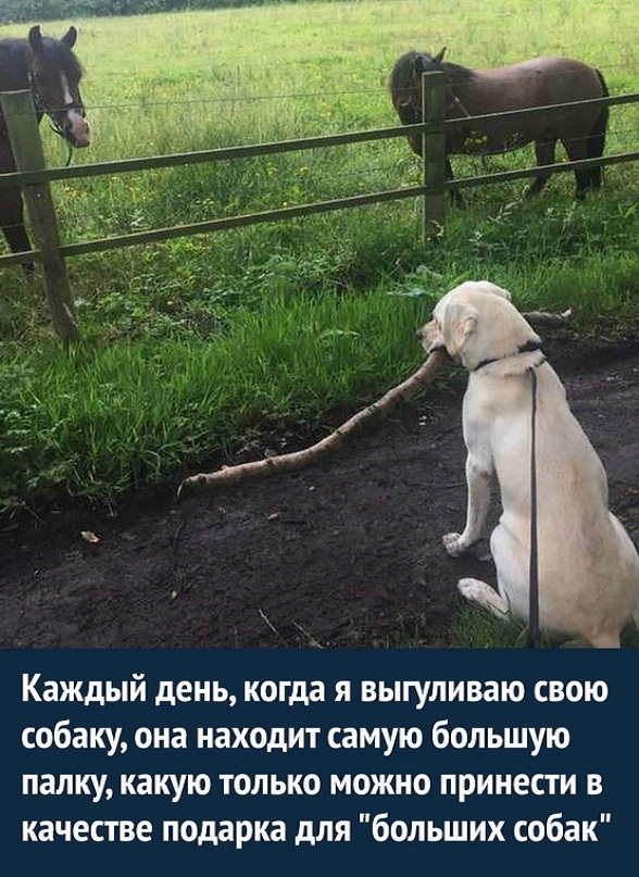 Картинки и мемы. Выходные близко...