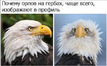 Дятел и его язык