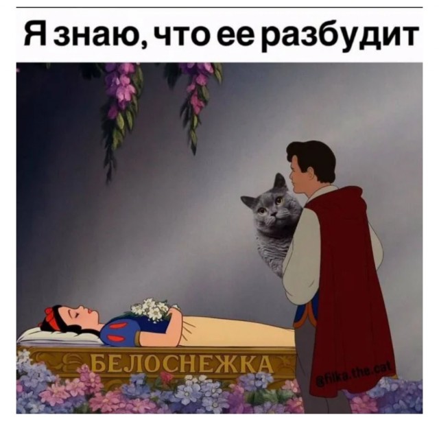 К котовторнику: подборка картинок-баянов с котиками и про котиков. Выпуск 32.