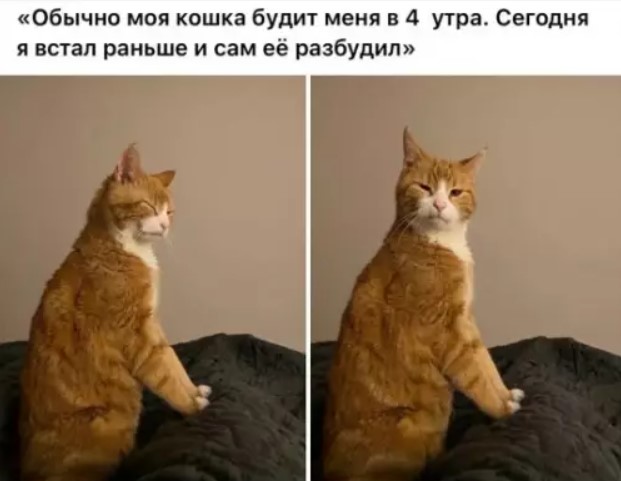 Котямбосы