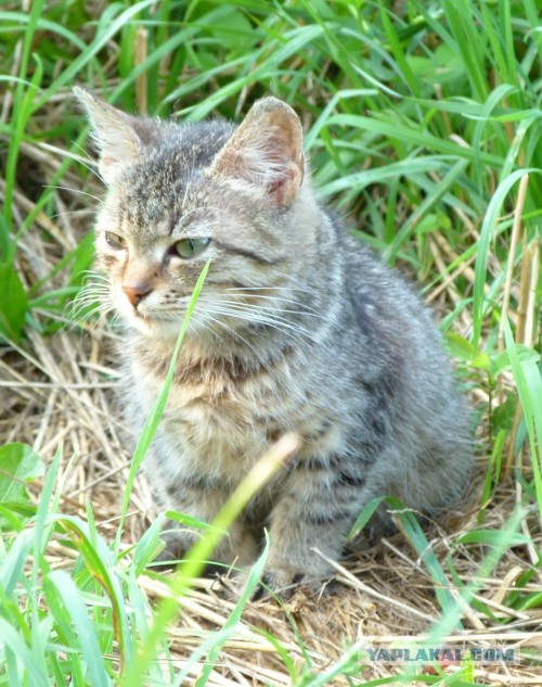 Котовторник 23.07.2013