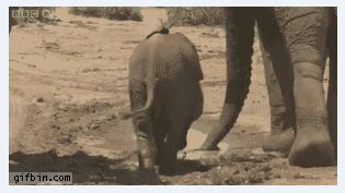 Маленький глупый слоненок