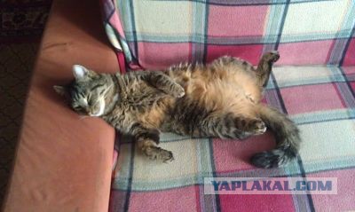 Котовторник 29.04.14.