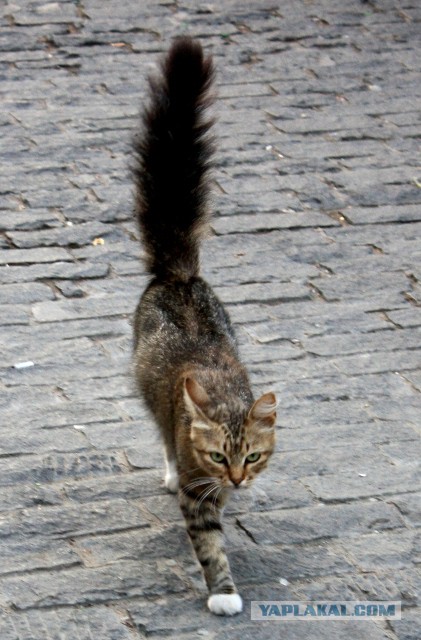 Котовторник 22.07.14