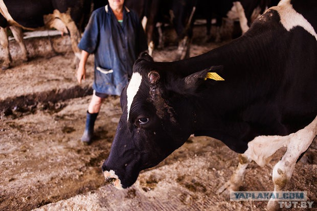 Коровам обрезали рога и в головах завелись черви..