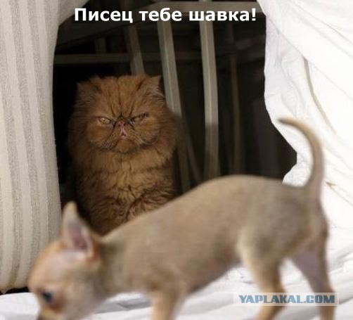 Немного смешных картинок из сети