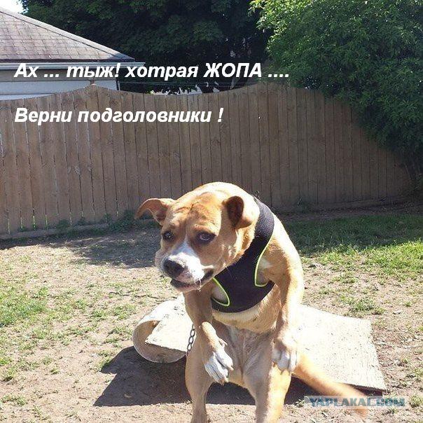 Как я машину без подголовников купил)