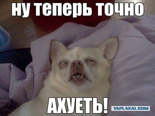 Набор ЯПовца!