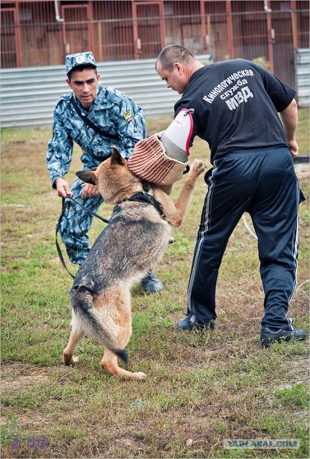 Центр кинологической службы Упр-ния на транспорте