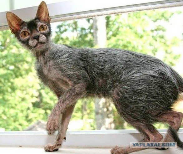 Самая маленькая дикая кошка