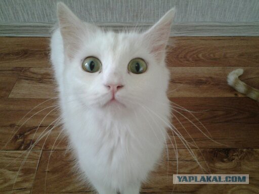 Котовторник 04.08.2015