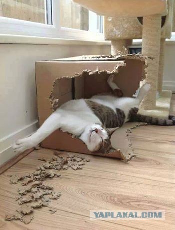 КОТтэдж на Бейкер Стрит