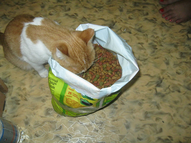 Котооо-о-о-вторник