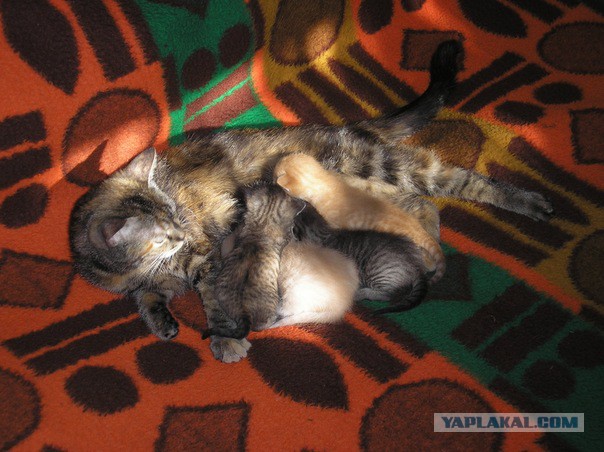 Пост невероятной кошачьей красоты. 25 фот.