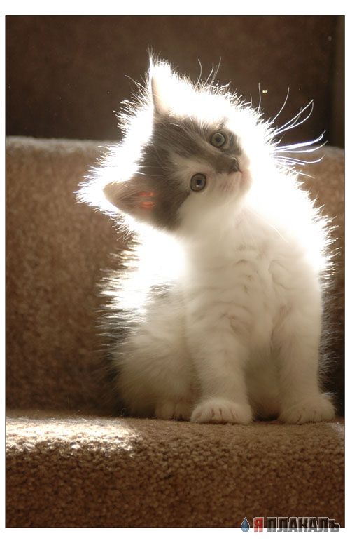 Коты, кошки, котята