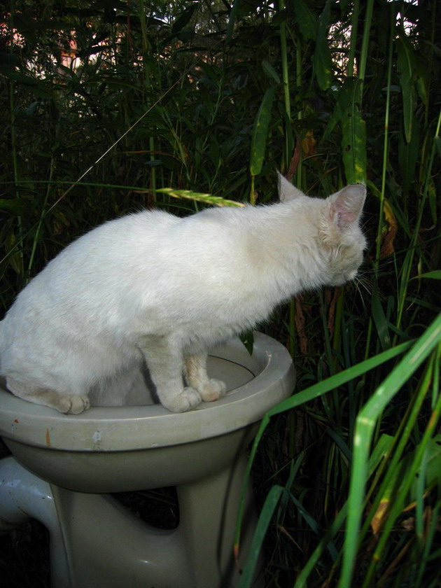 Коты Среды