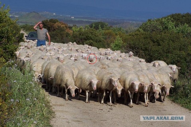 Простите... но Омск утонул!