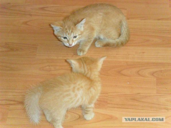 Котовторник 03.05.2016