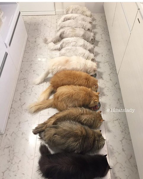 Мохнатые беспредельщики