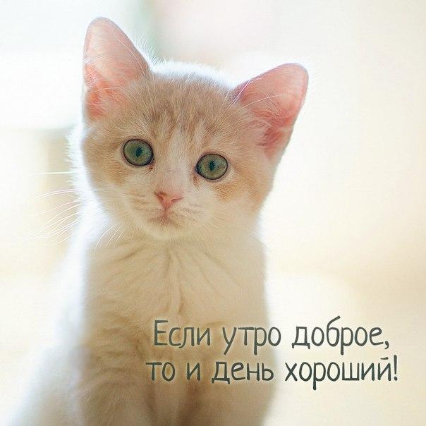 Мохнатые беспредельщики