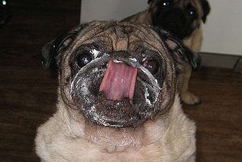 Мопсы - забавная порода собак!