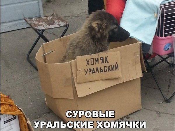 Сборище абсурда