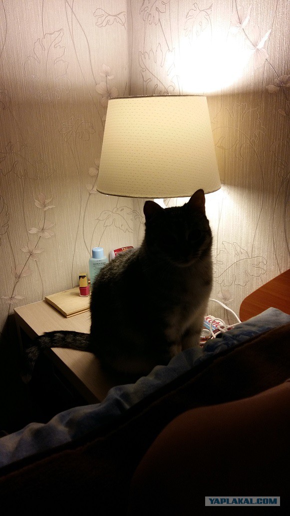 Котовтоник 29.11.2016.
