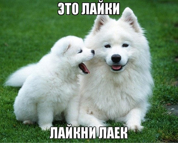 Картинки из интернетов