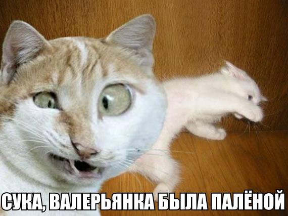 Подборка интересных и веселых картинок