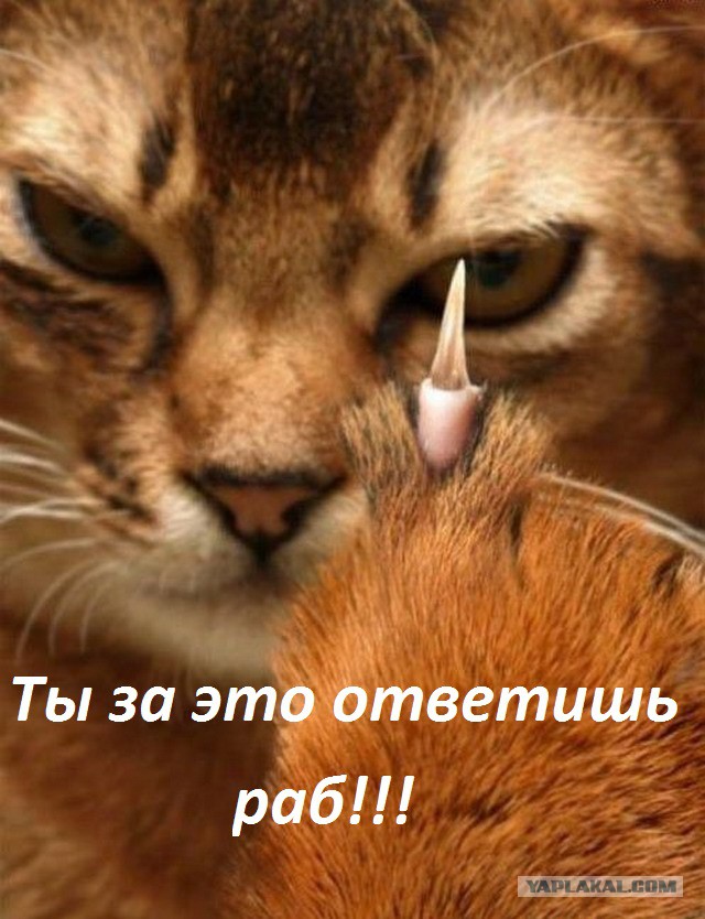 Коту снится колбаса