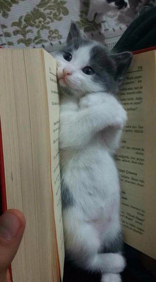 Коты и Кошки