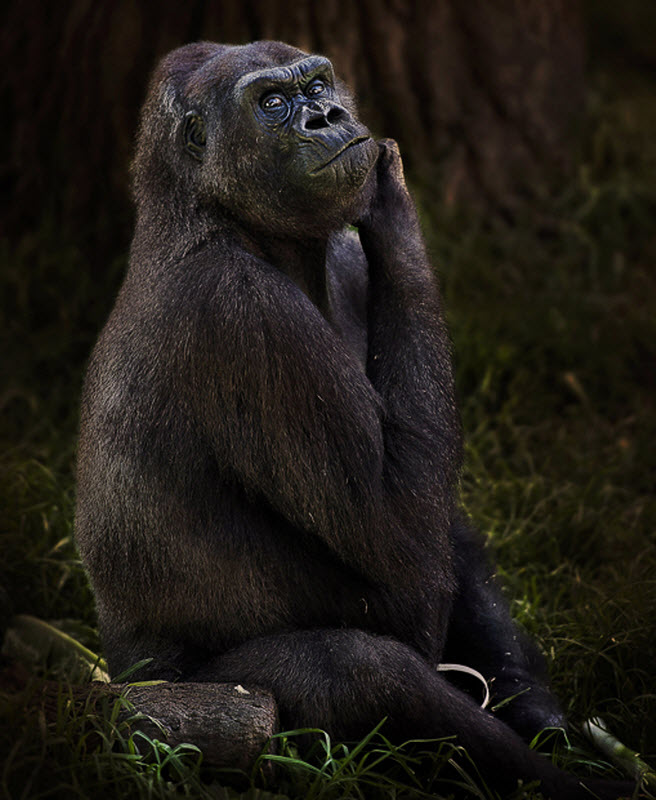 примат духа. гамадрил люся фото. примат духа. примат духа. серая обезьяна.